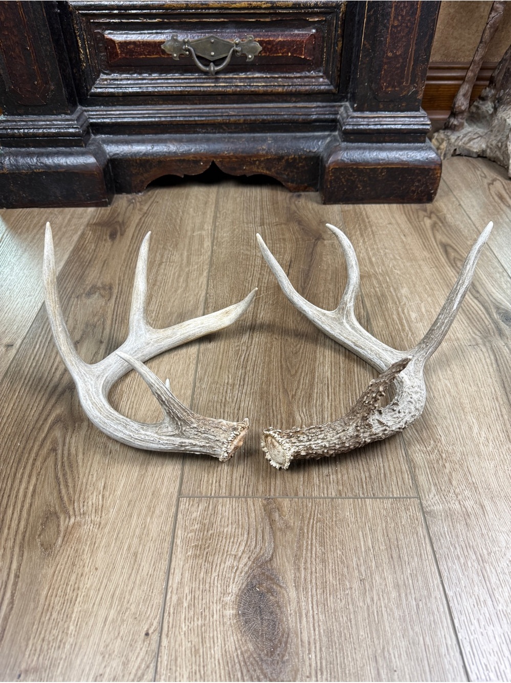 Authentic Naturally Shed Whitetail Deer Antlers 1 Set
